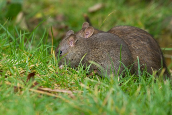 Two rats foraging