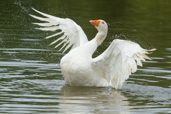 white goose
