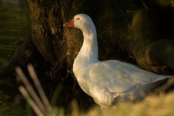 white goose
