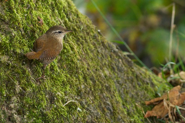 Wren