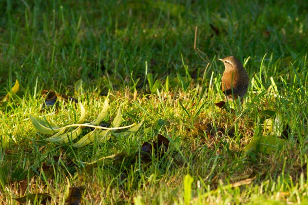 wren