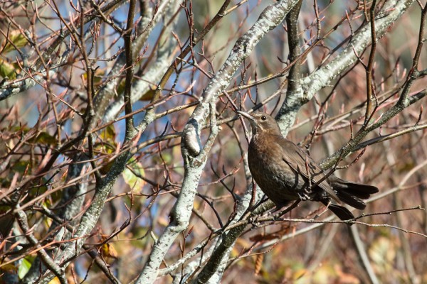 Female blackbird
