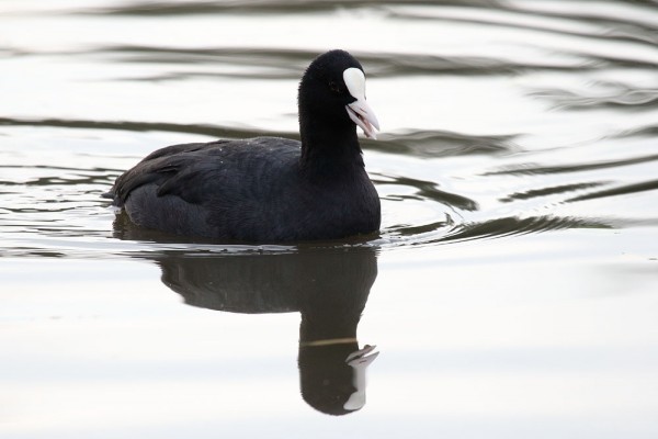 coot