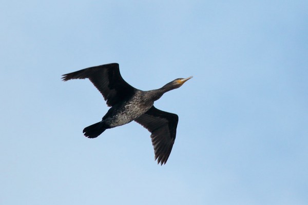 Cormorant in flight