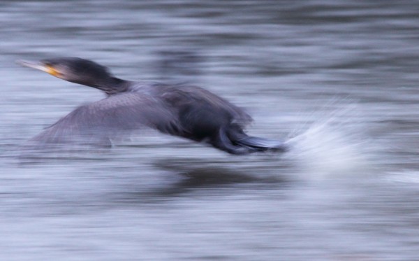 Cormorant taking off