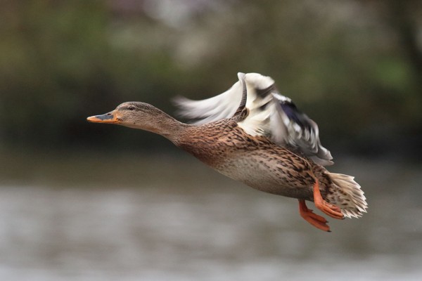 Duck in flight