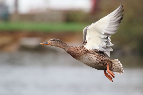 Duck in flight