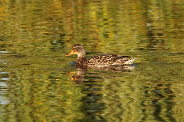 Female Mallard