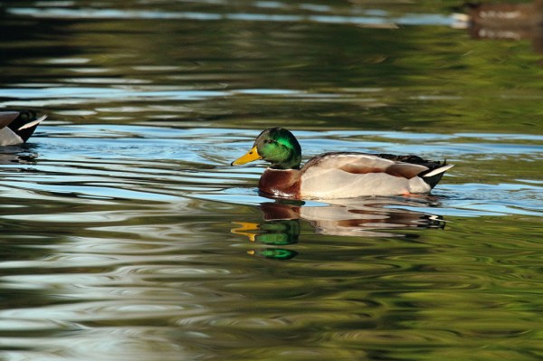 Male Mallard