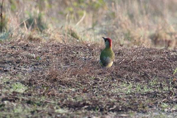 Green woodpecker 