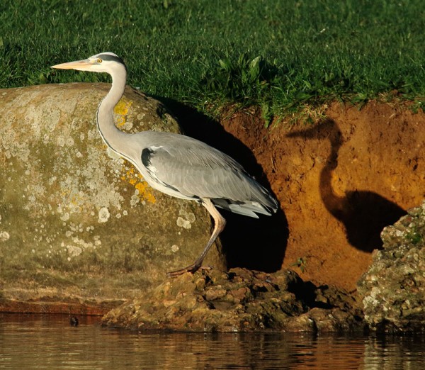 Heron