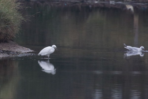 little egret