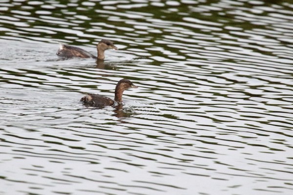 little grebe (dabchick)