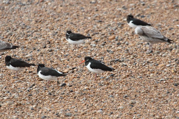 Oystercatchers