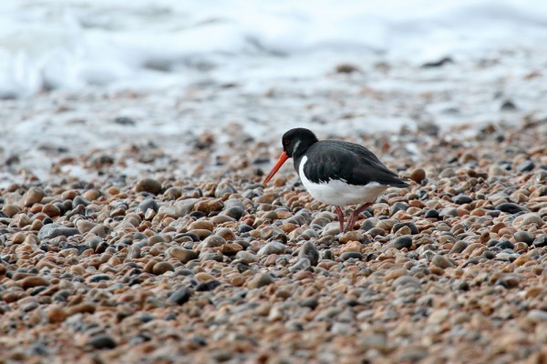 Oystercatcher