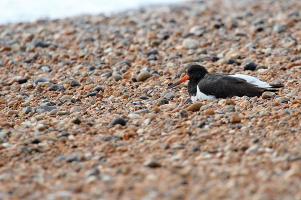 Oystercatcher