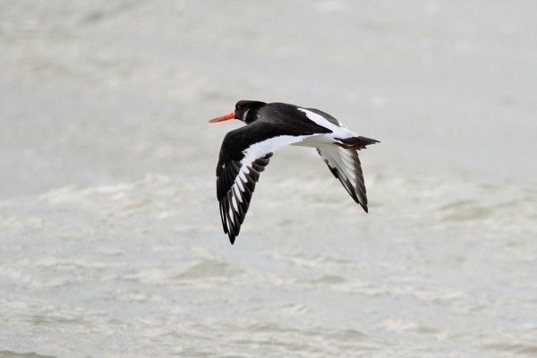Oystercatcher