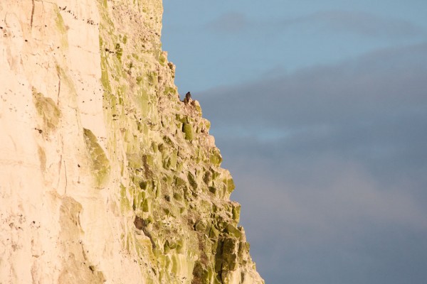 Peregrine falcon