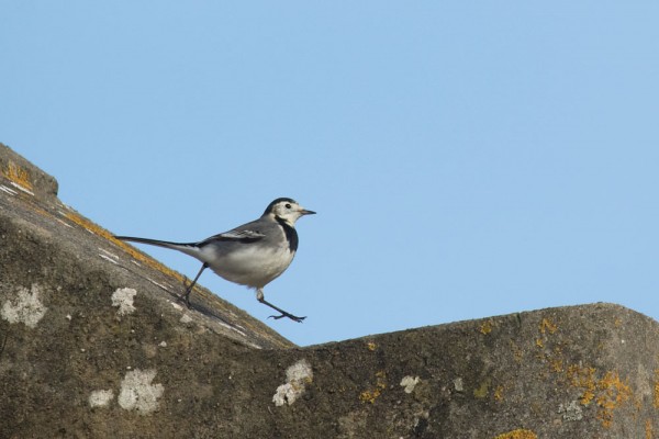 Pied Wagtail