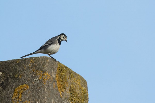 Pied Wagtail