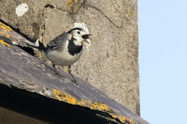 Pied Wagtail