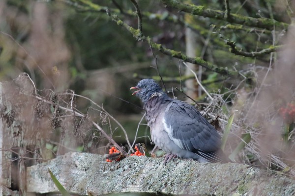 pigeon