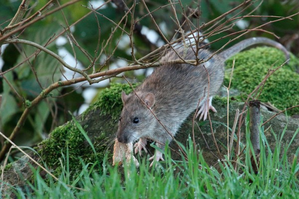 Rat with bread