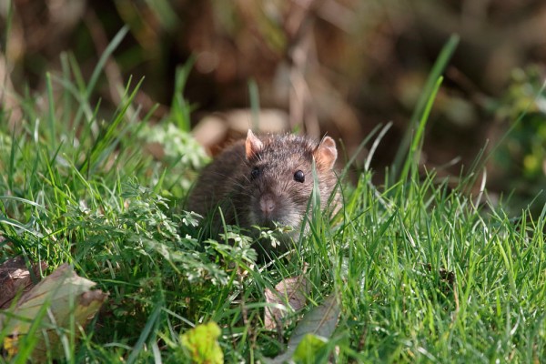 Rats