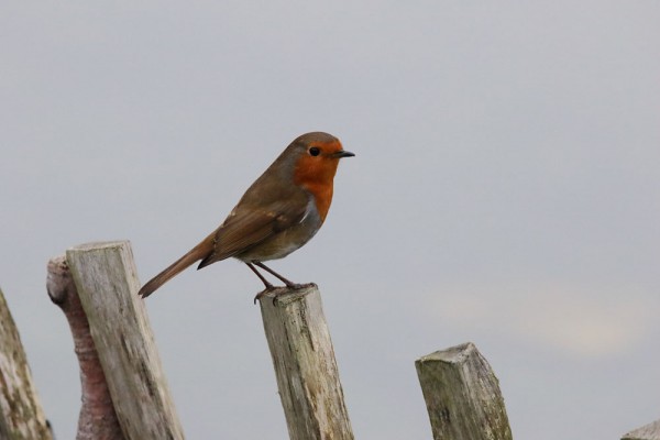 robin