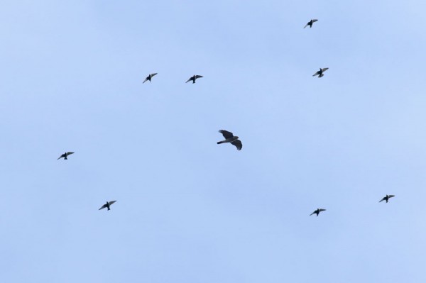 sparrowhawk and starlings