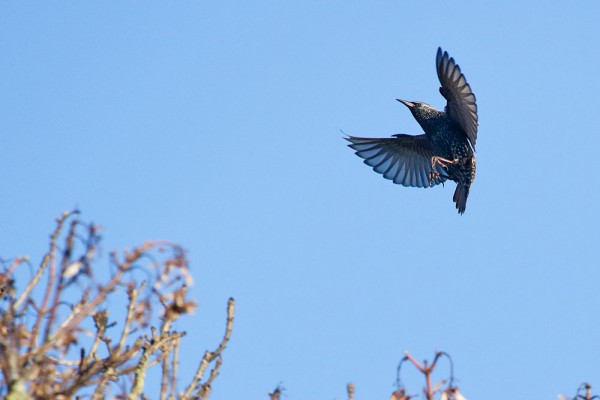 Starling