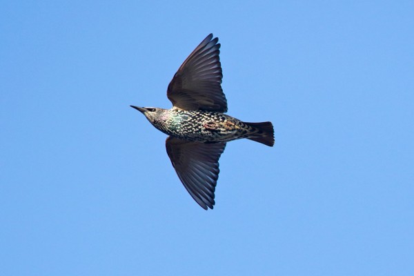Starling