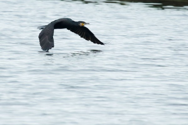 Cormorant
