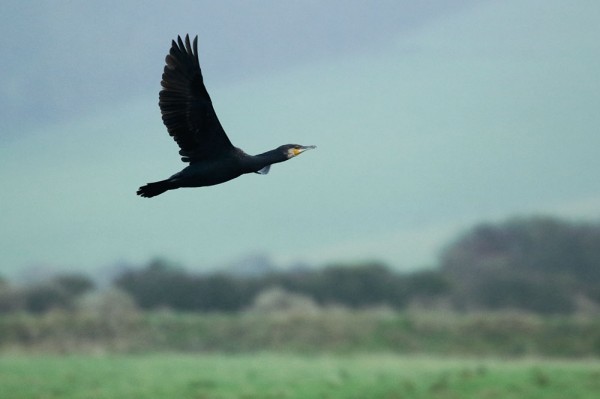 Cormorant