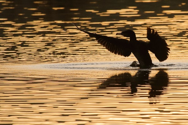 Cormorant at sunrise