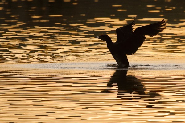 Cormorant at sunrise