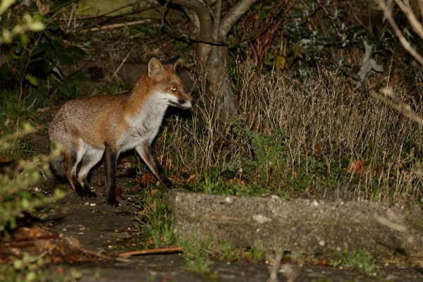 fox