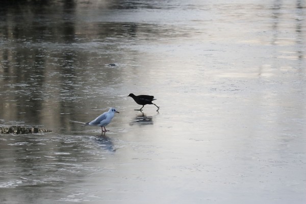 Frozen pond