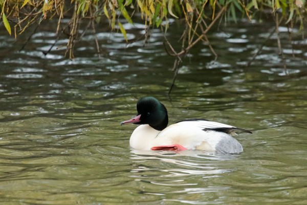 Wild Fowl