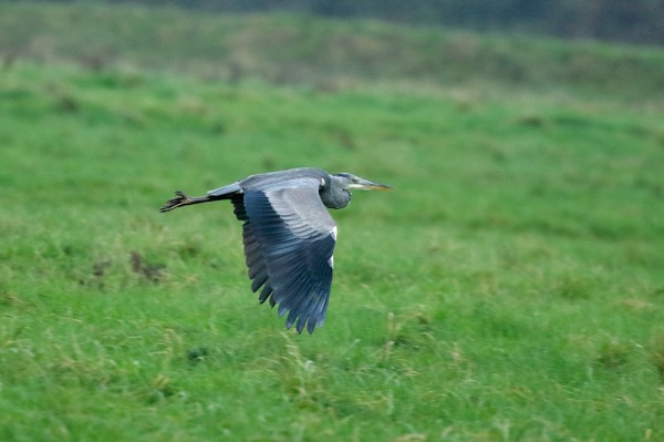 heron