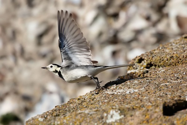 pied wagtail