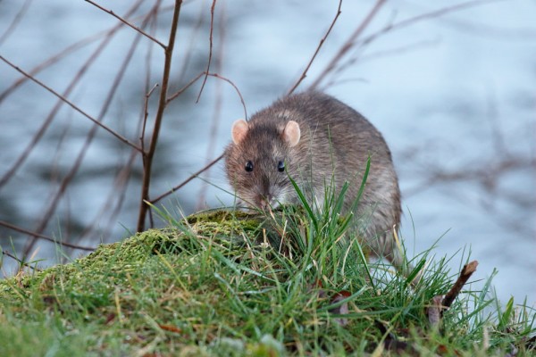 rat on grassy bank
