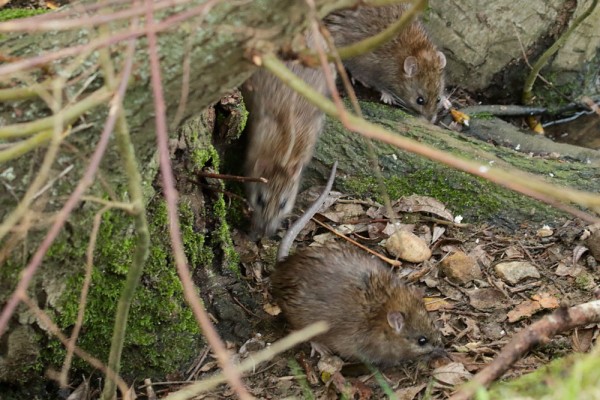 Three rats