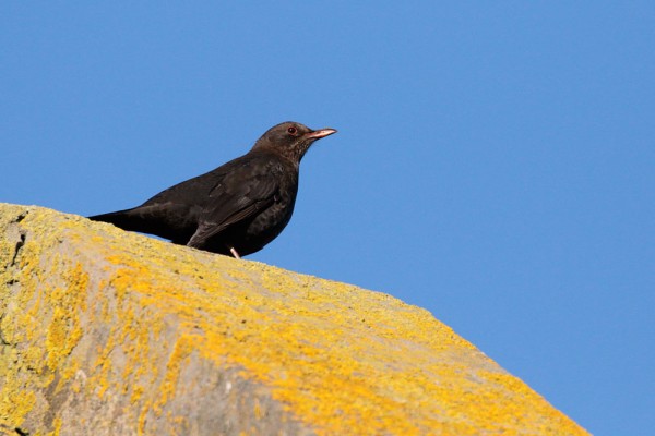 blackbird with red eye ring and beak