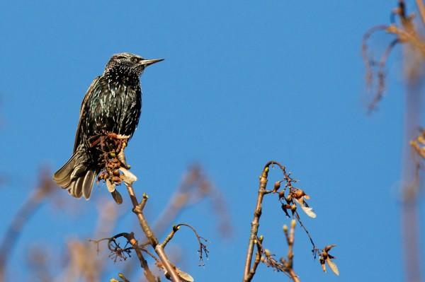 starling