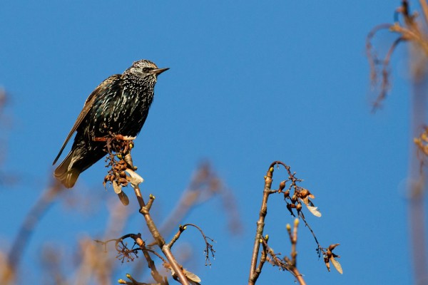 Starling