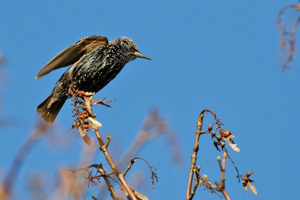 Starling