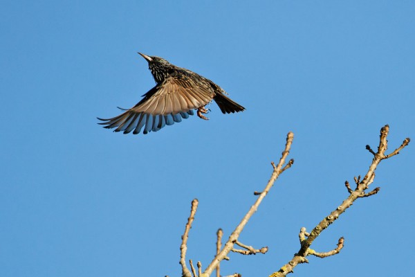 Starling