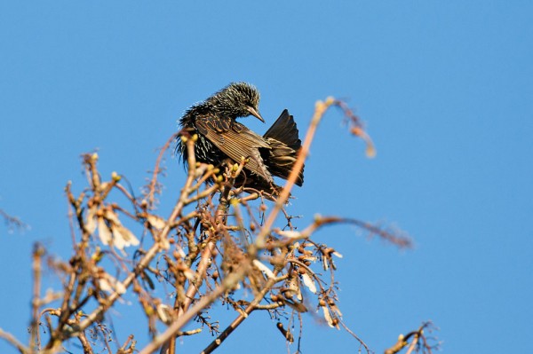 Starling