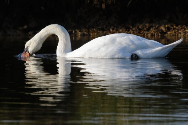 swan